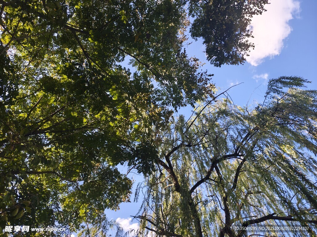 仰视葱郁树木与蓝天