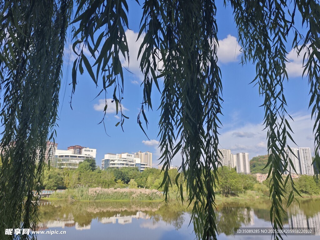 湖畔垂柳映蓝天美景