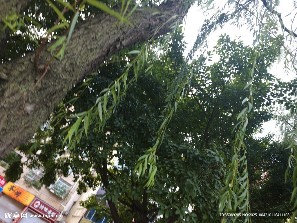繁茂绿树枝叶低垂景象
