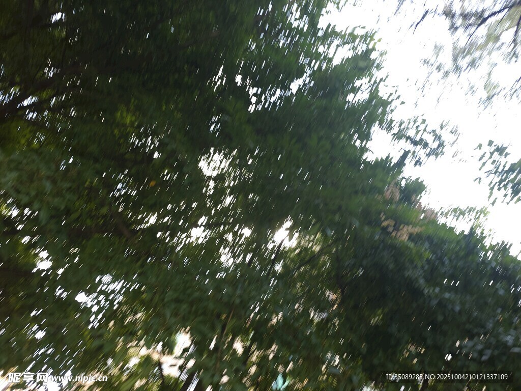 仰视茂密树林树冠