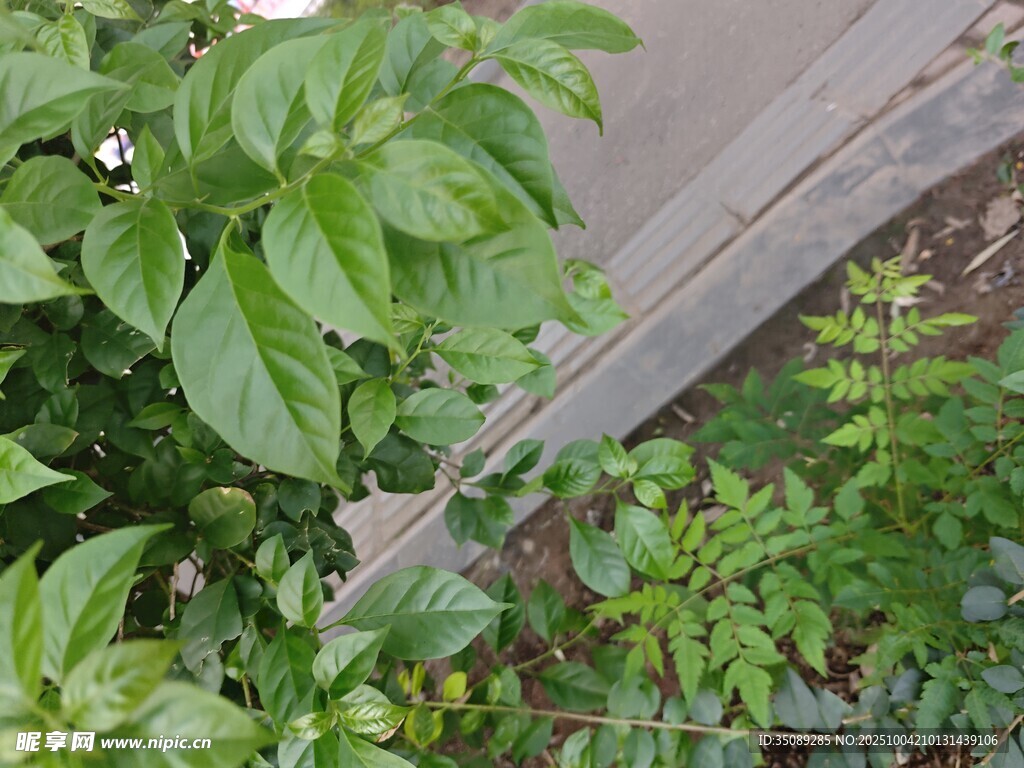 绿叶繁茂的植物景象