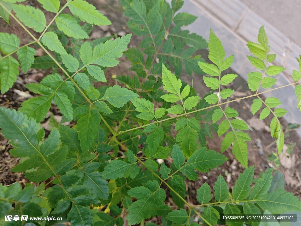绿叶繁茂的植物景象