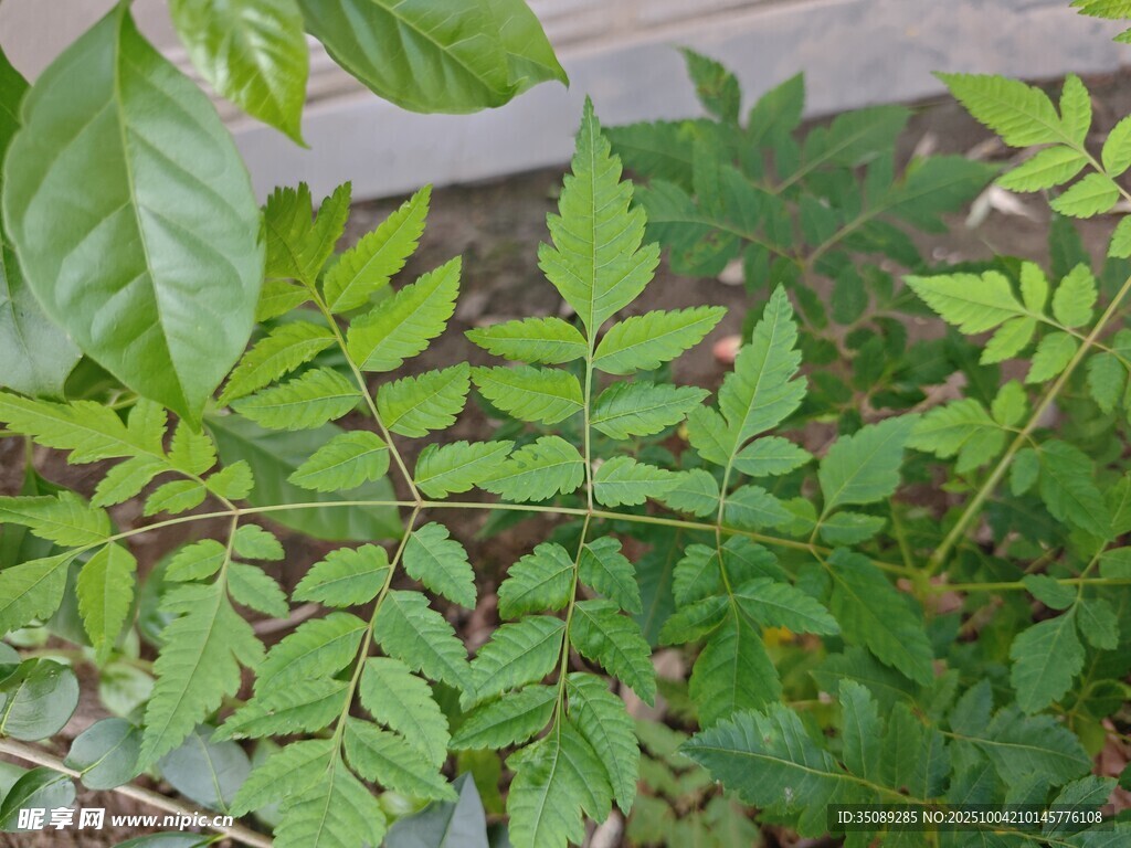 绿叶繁茂的植物景象
