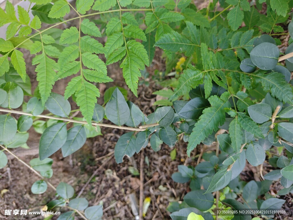 绿叶繁茂的植物景象