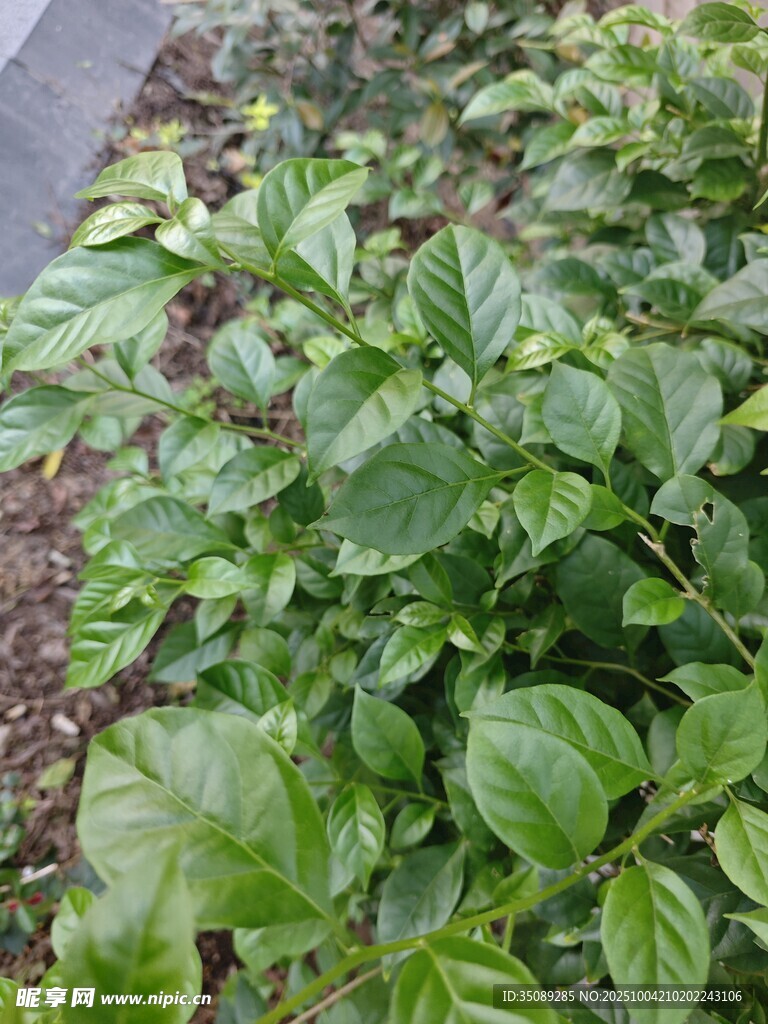 绿叶繁茂的地面植物