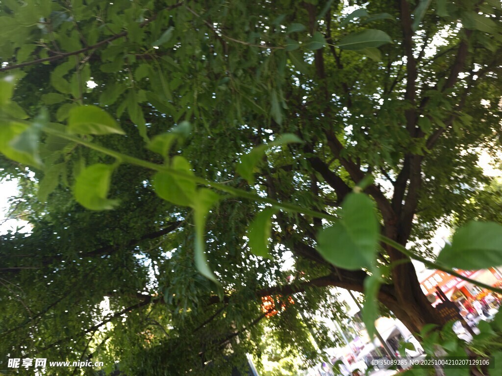 绿叶繁茂的大树