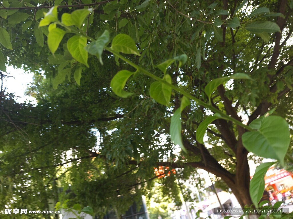绿叶繁茂的树木景观