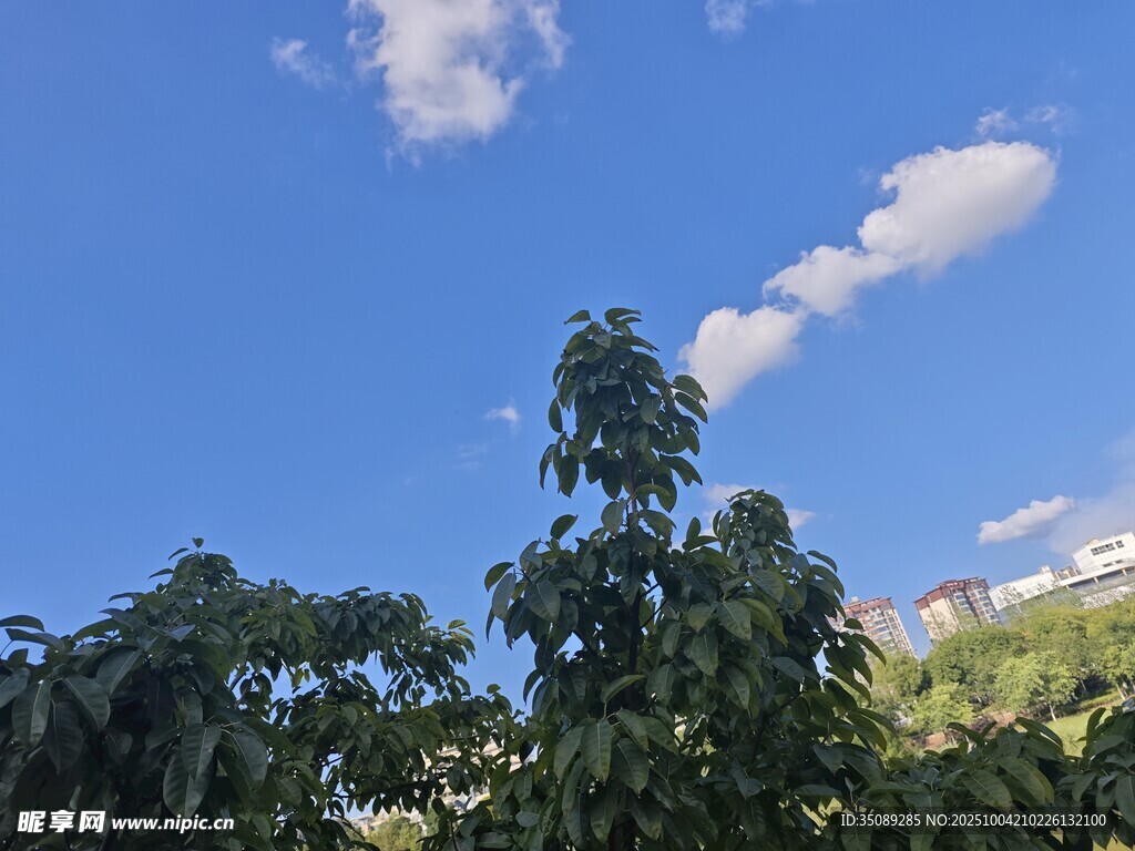 蓝天绿树间的清新景致