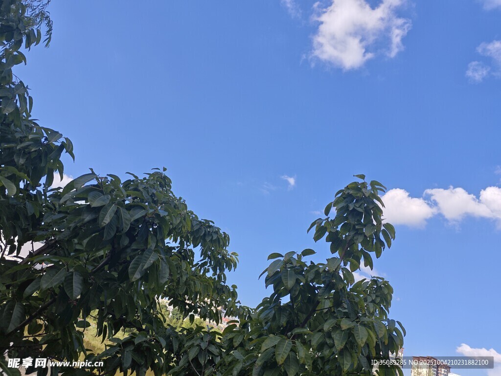 蓝天绿树间的清新景致