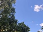 蓝天绿树间的清新景致