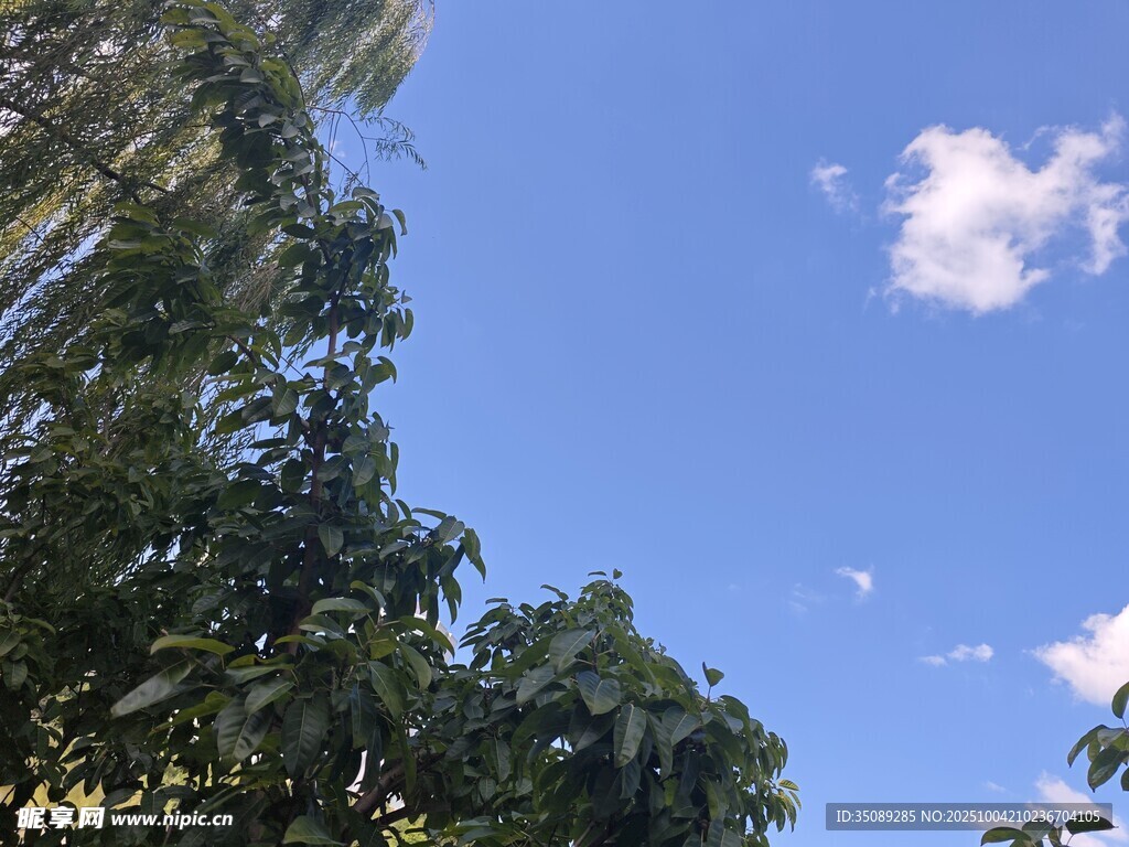 蓝天绿树间的清新景致