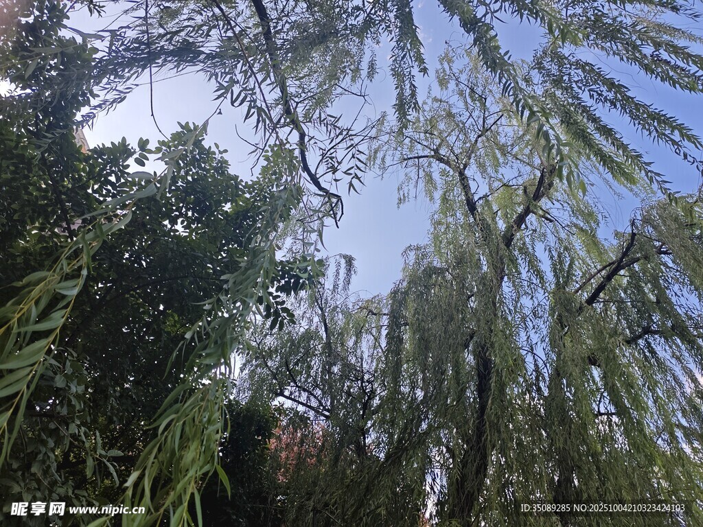 垂柳摇曳于蓝天绿树间