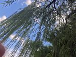 垂柳映蓝天枝叶随风摆