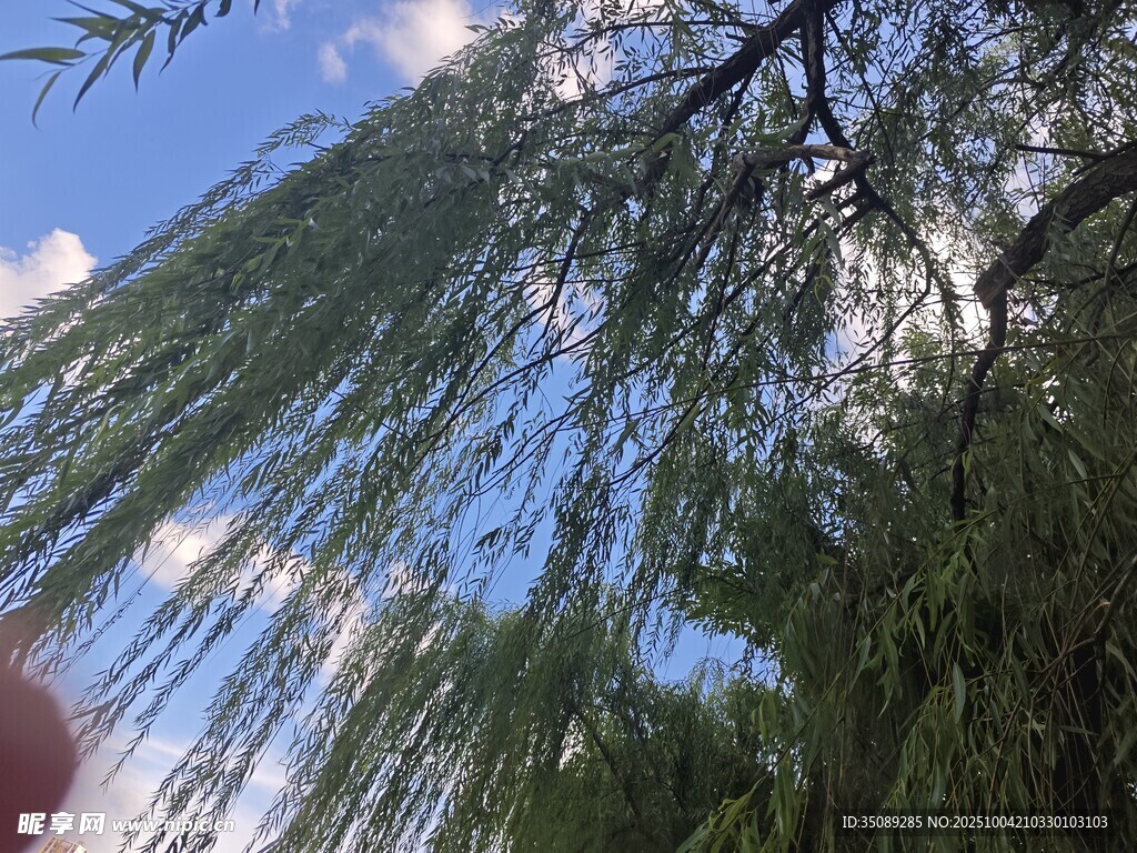 垂柳映蓝天枝叶随风摆