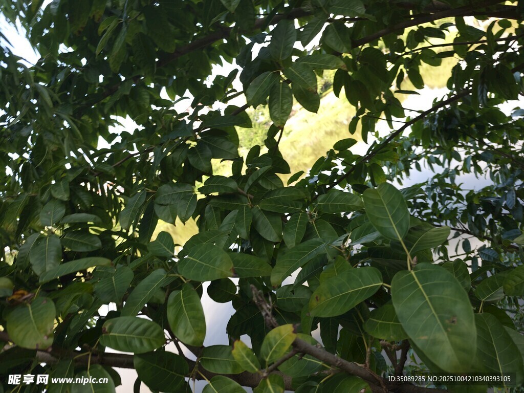 绿叶间的隐秘景象