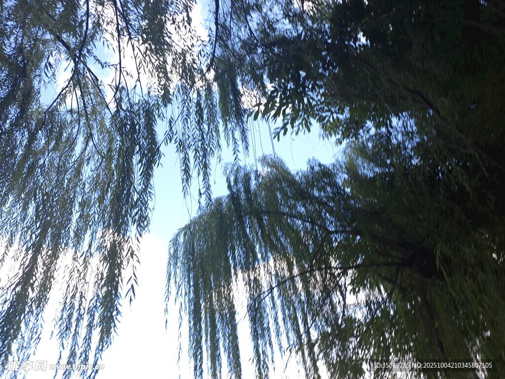 仰视葱郁树林间的天空