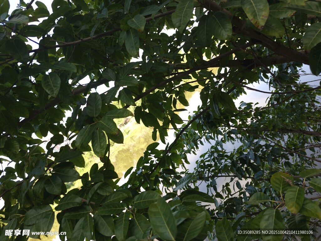 透过树叶见朦胧景色