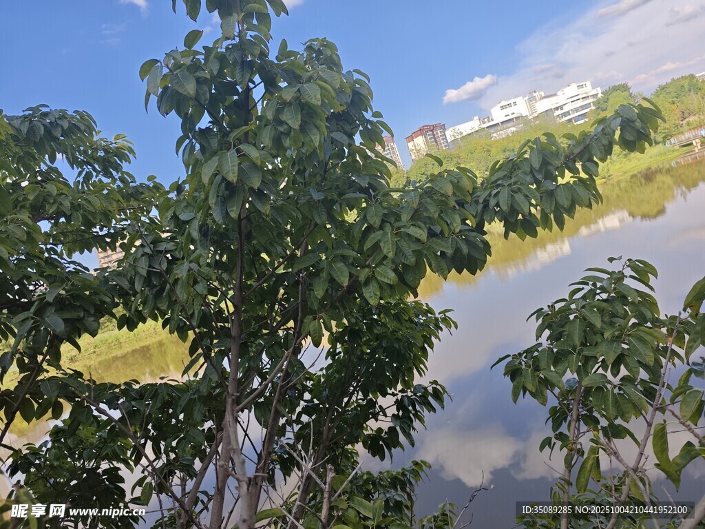 户外绿树环绕的开阔景象