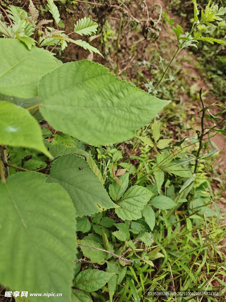 绿叶丛生的自然景象