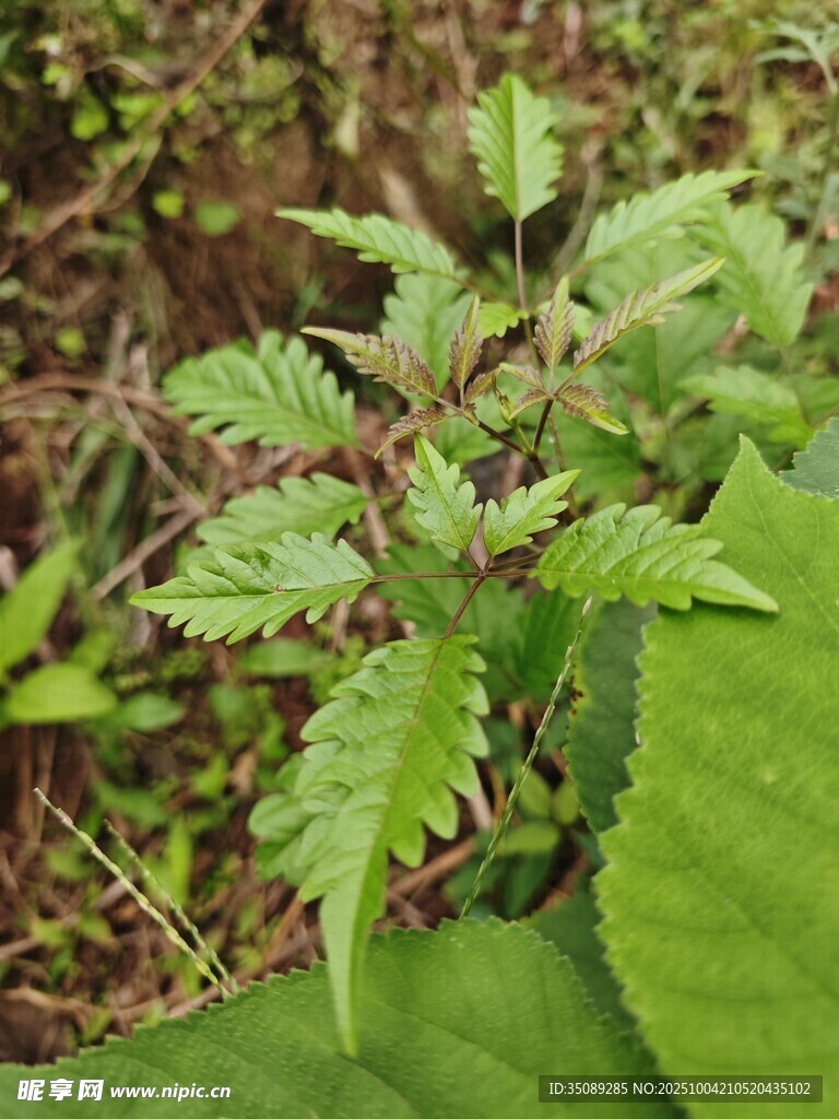 野外生长的绿色荨麻植株