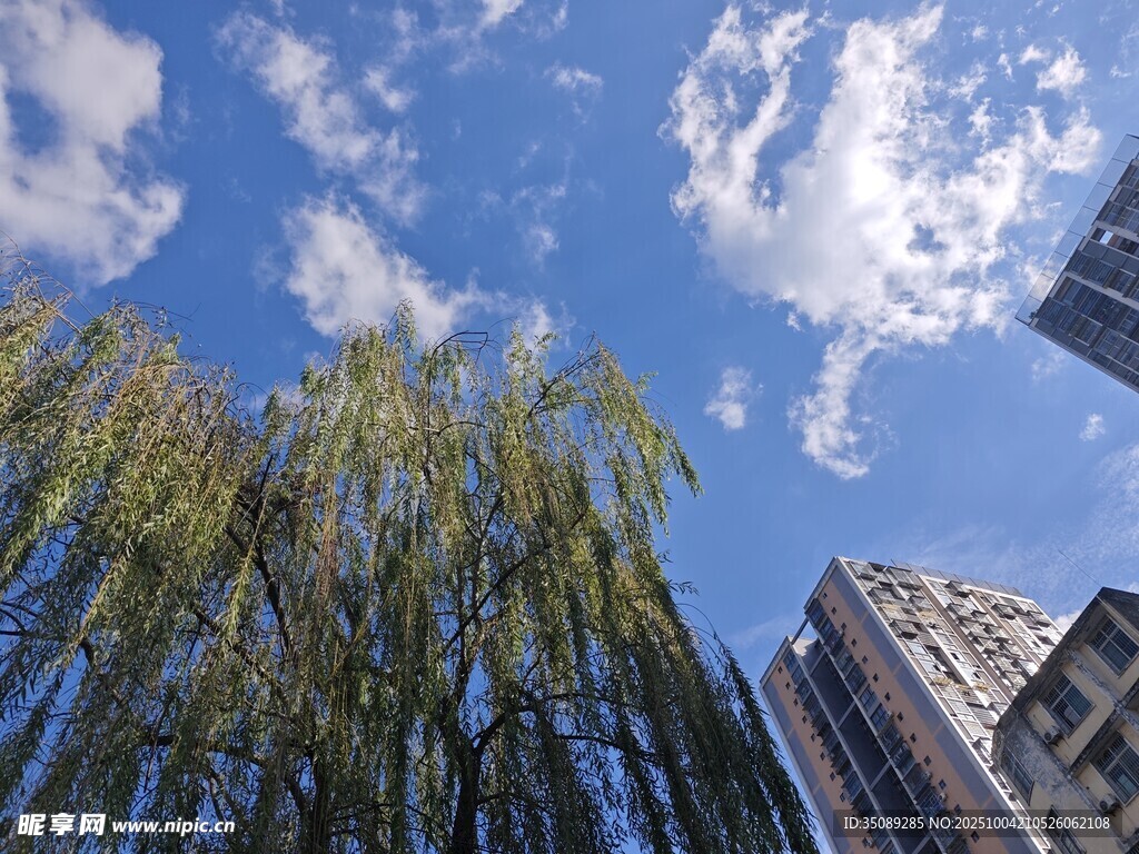 蓝天垂柳旁的城市建筑