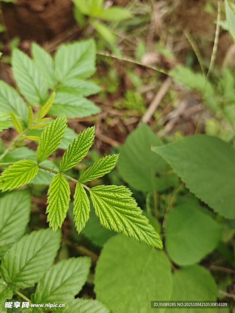 嫩绿植物叶片特写