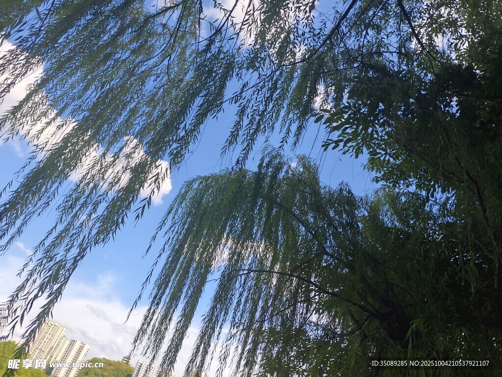 垂柳映蓝天绿意盎然