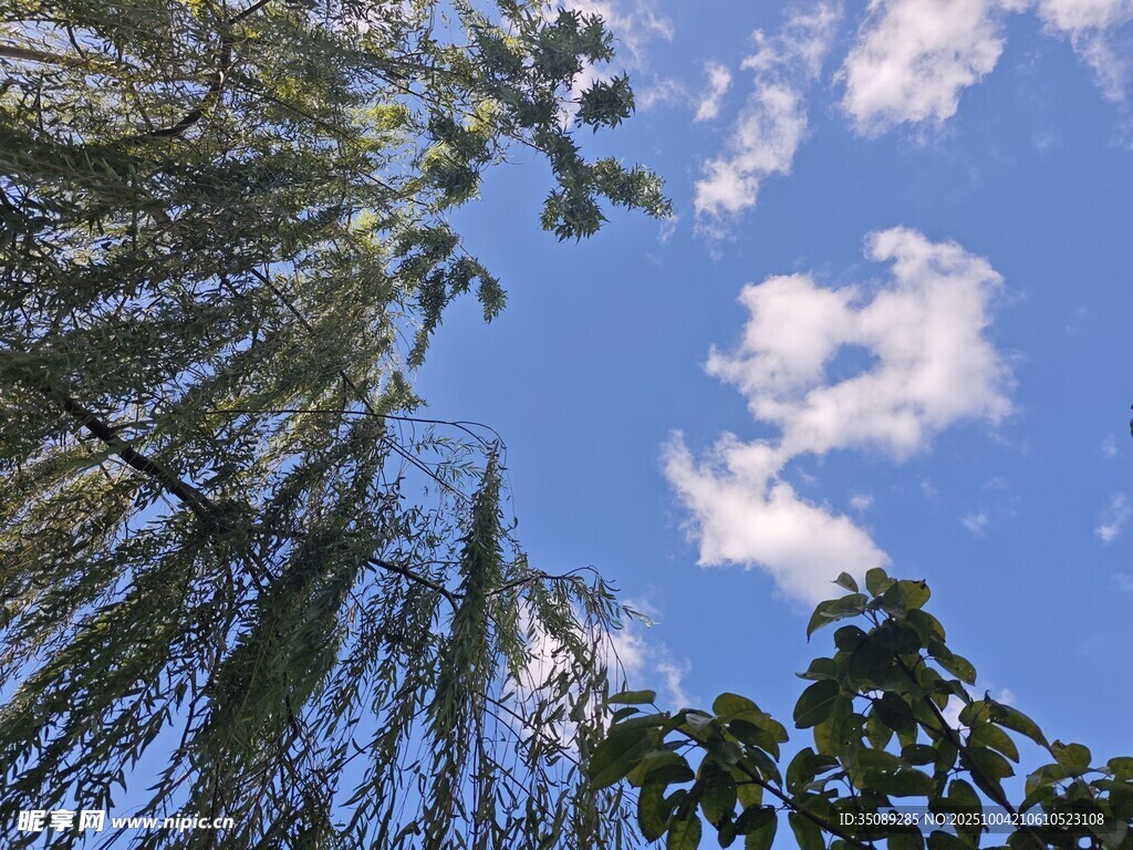 仰望蓝天垂柳枝叶繁茂