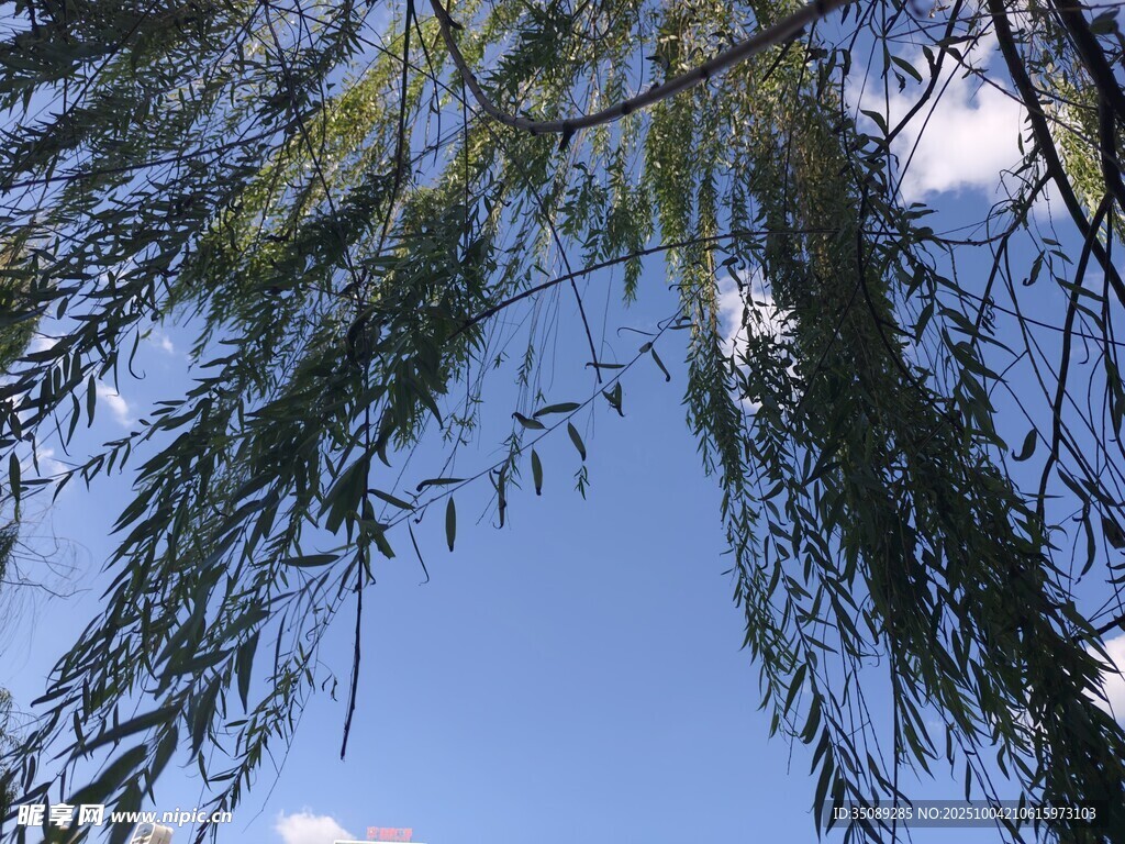 蓝天垂柳美景