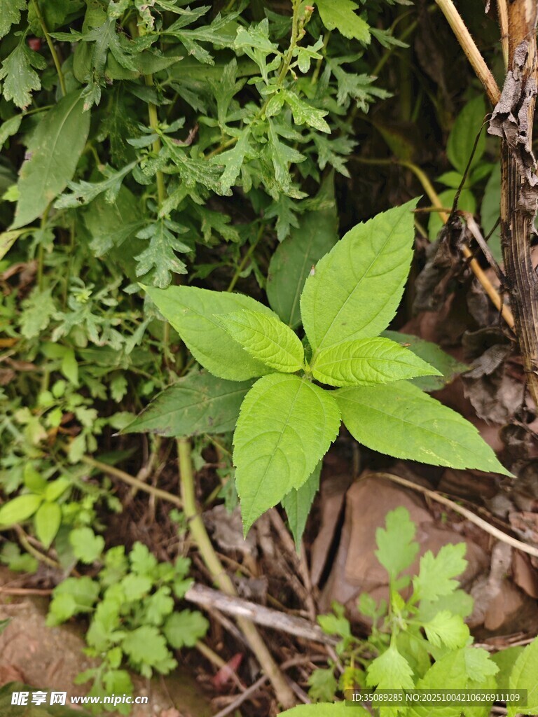 绿叶植物于草丛中生长