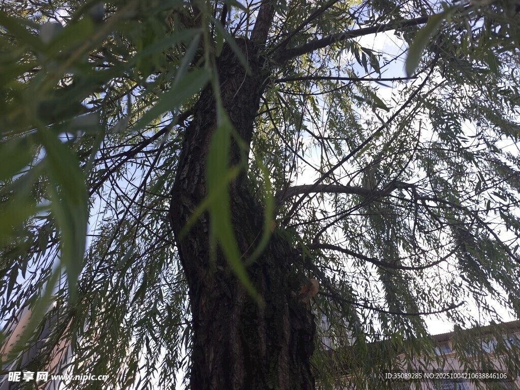 仰视葱郁大树枝叶繁茂