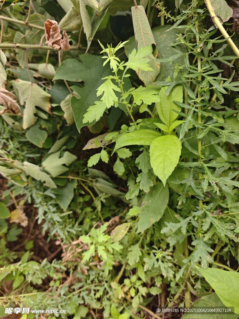 繁茂绿植景观