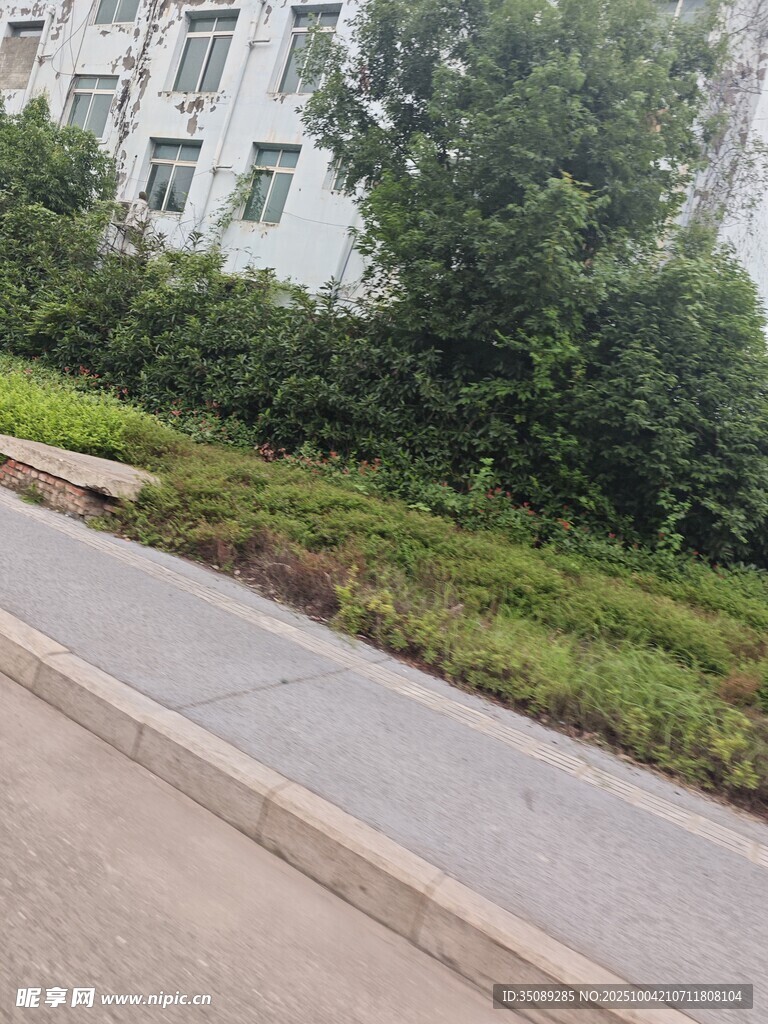 路边绿植与建筑物景观