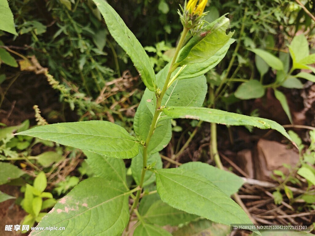 绿色植物特写