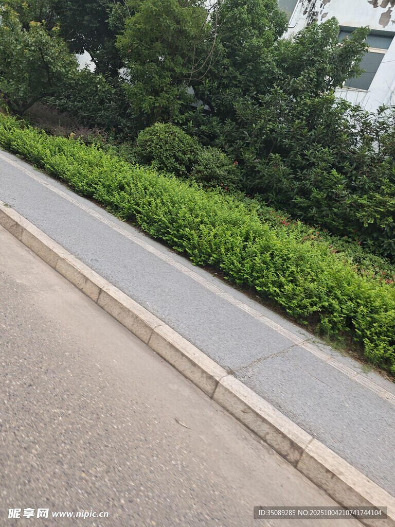 路边整齐的绿植景观