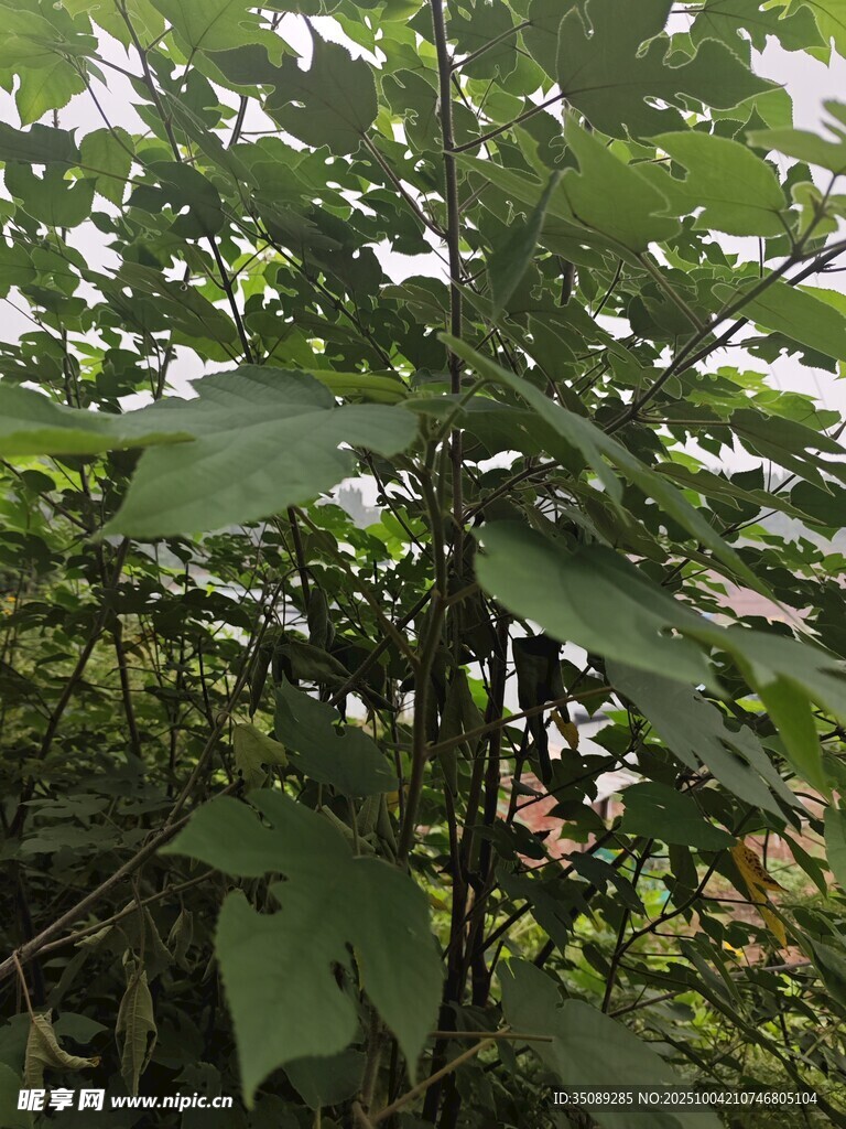 繁茂绿叶植物特写