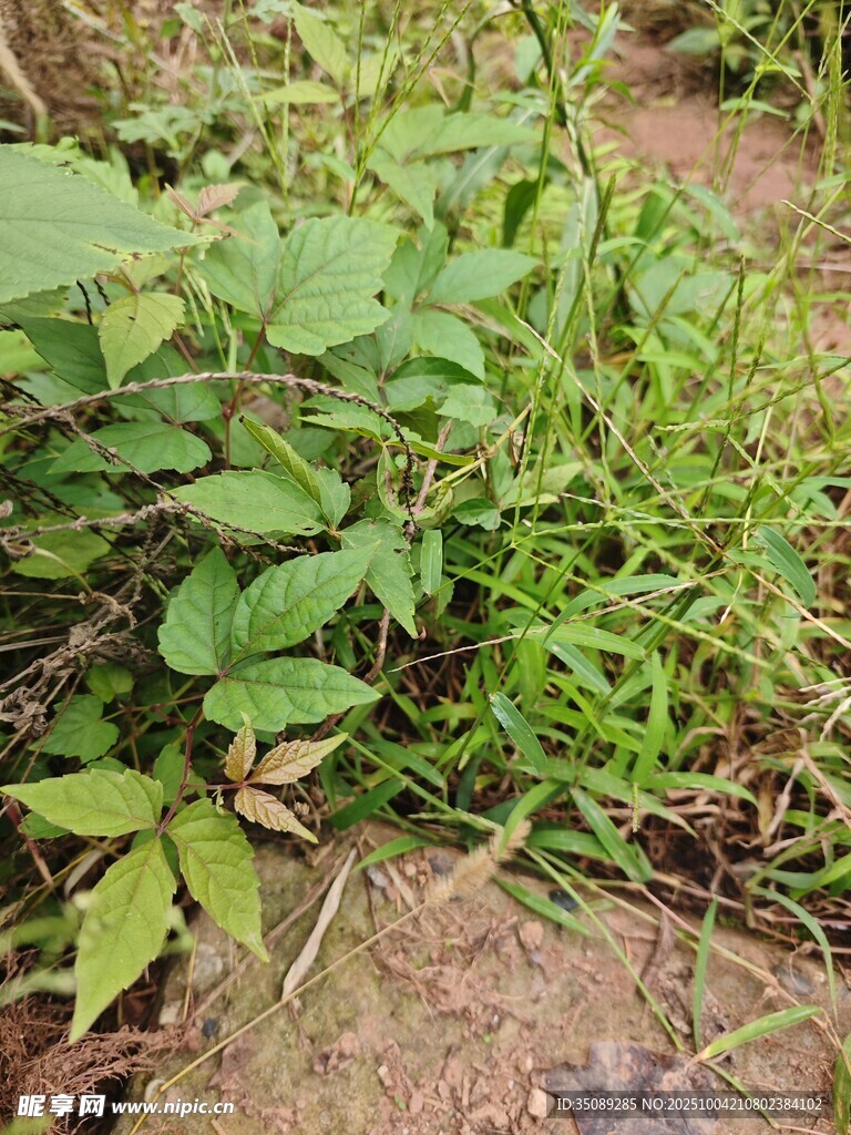 野外丛生的绿色植物