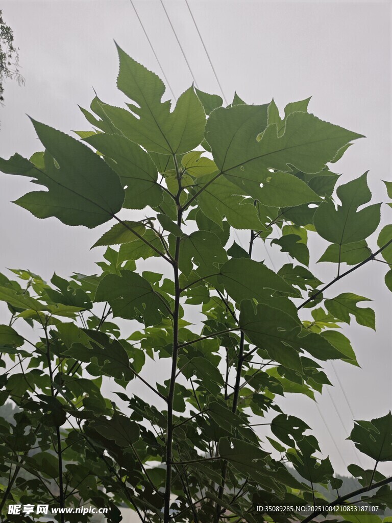 高大绿植叶片繁茂
