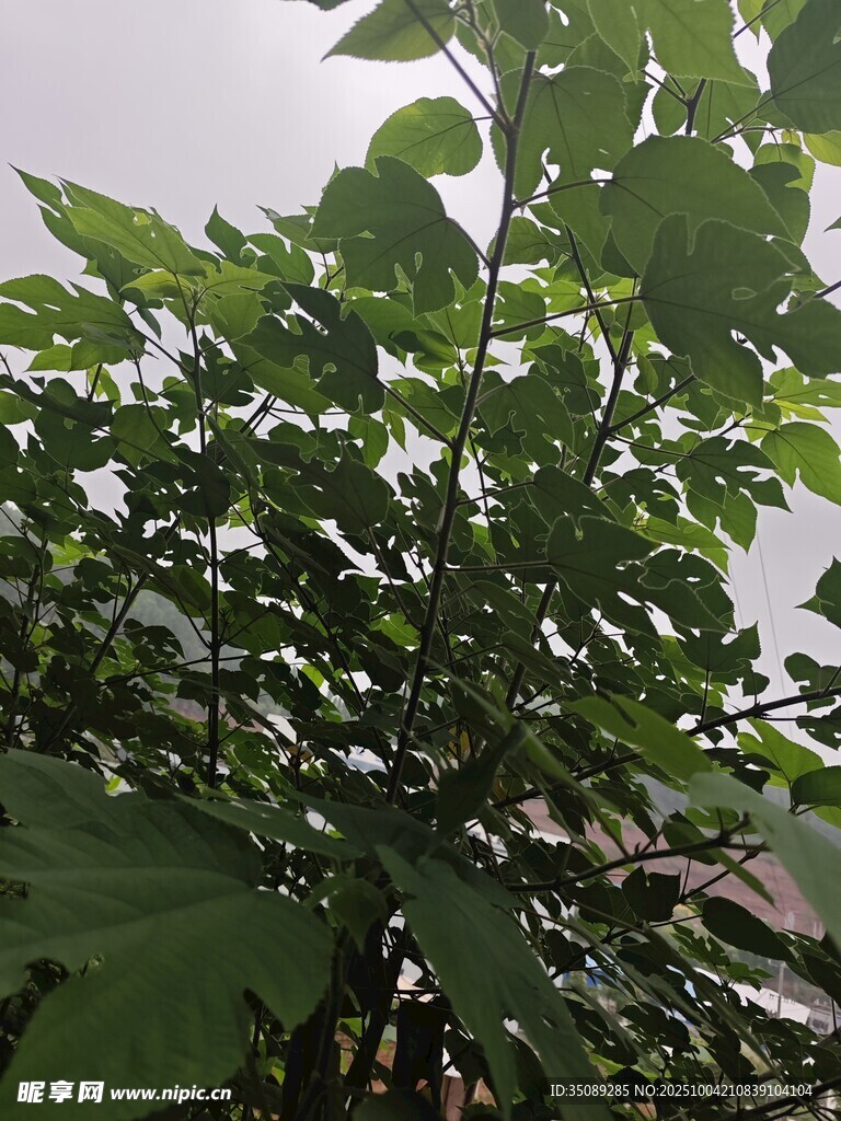 绿叶繁茂的植物