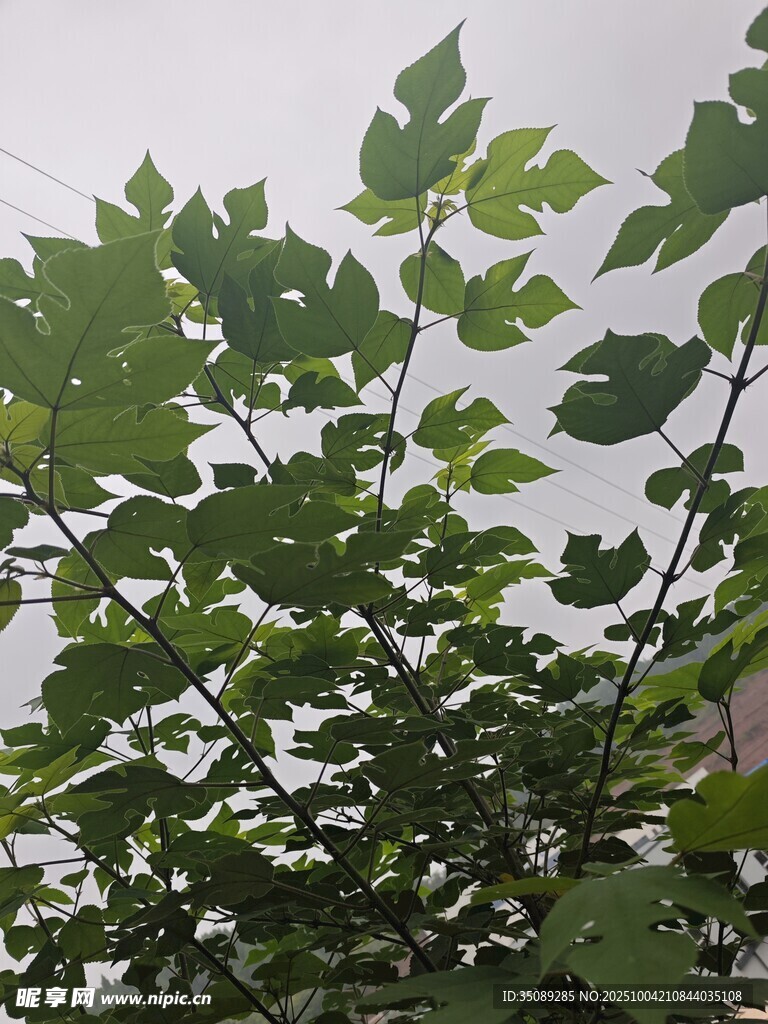 绿叶繁茂的植物
