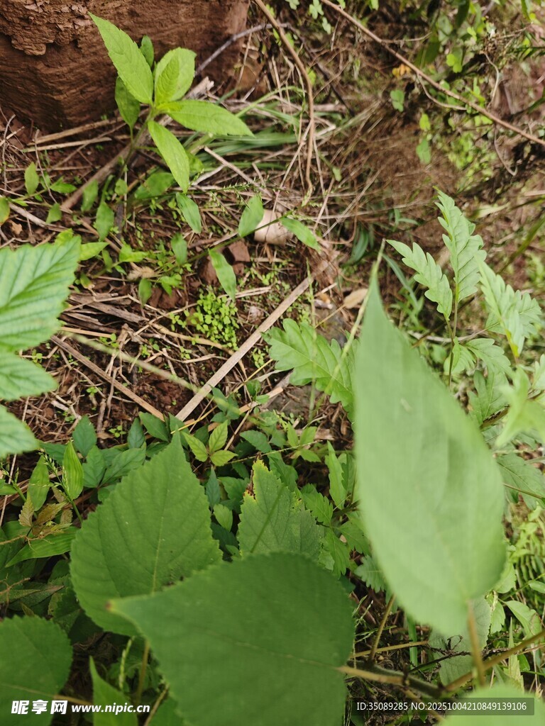 野外丛生的多样绿色植物