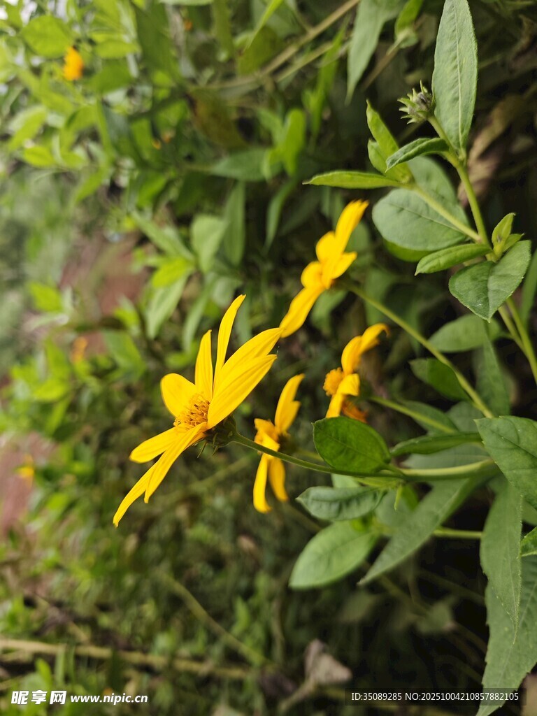 黄色小花绽放绿叶间