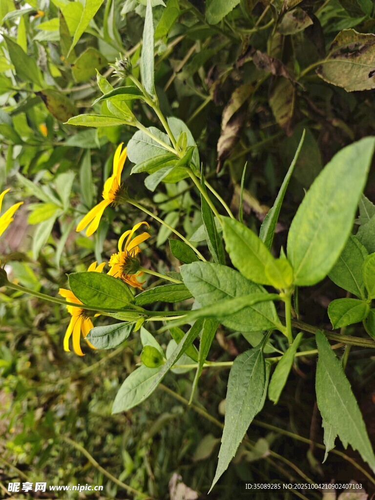 野外黄色小花与绿叶植物