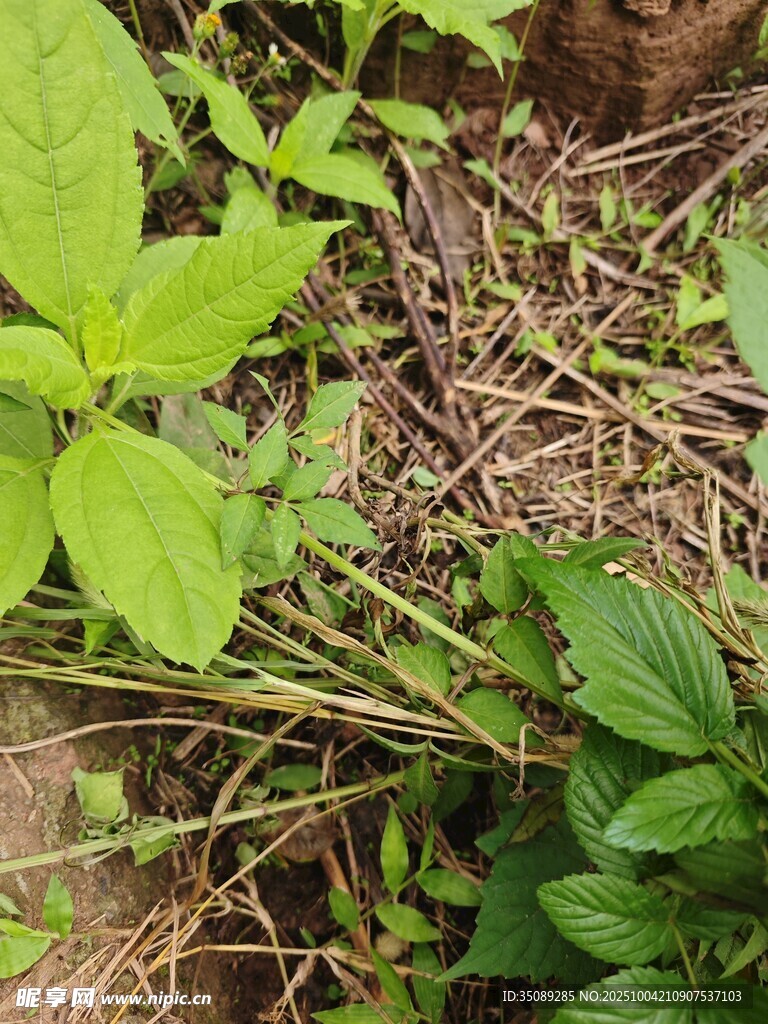 地面上的绿色植物与杂草