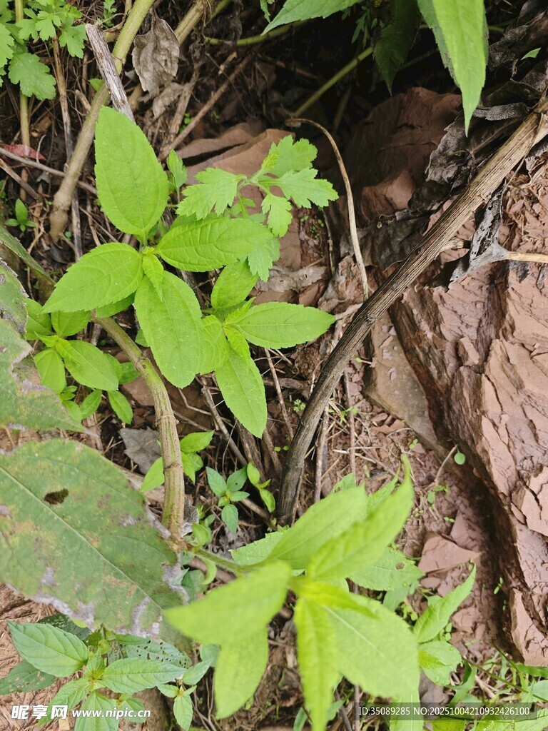 林下嫩绿植物