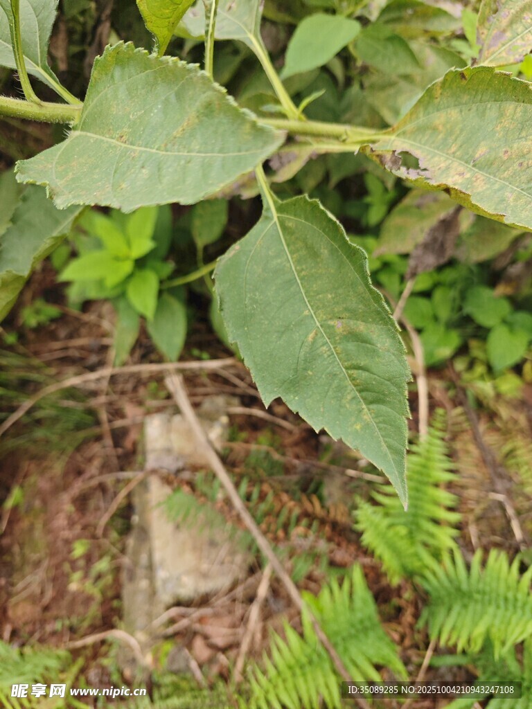 绿叶植物特写