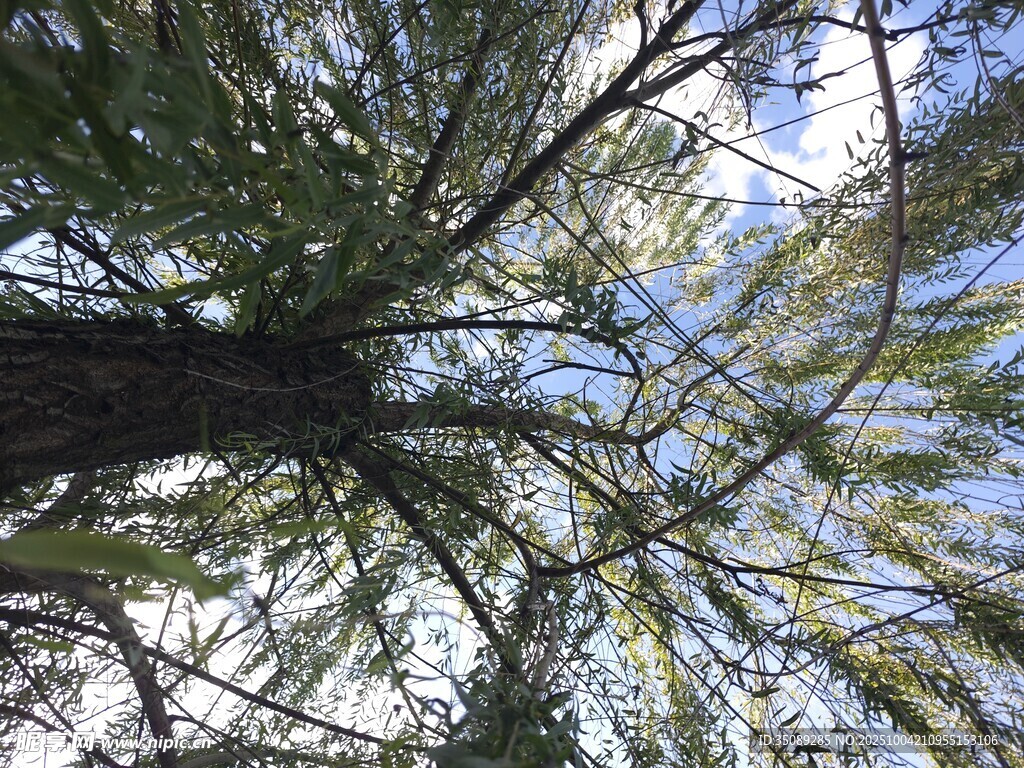 仰视葱郁树木与蓝天