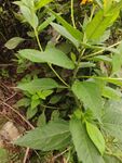 野外生长的绿色植物