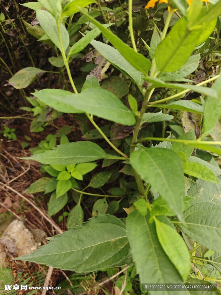 野外生长的绿色植物