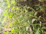 茂密绿植缠绕景象